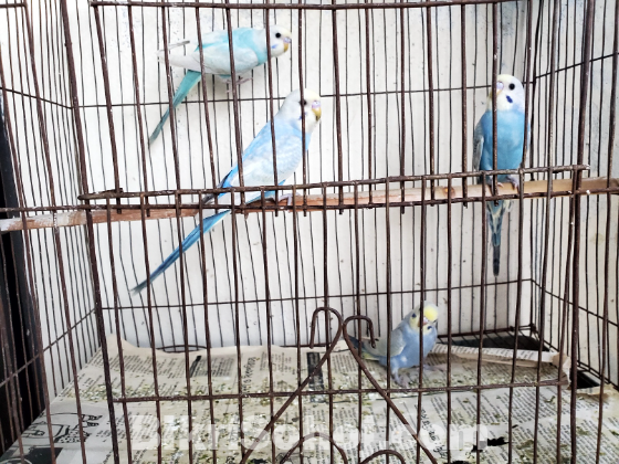 Bird